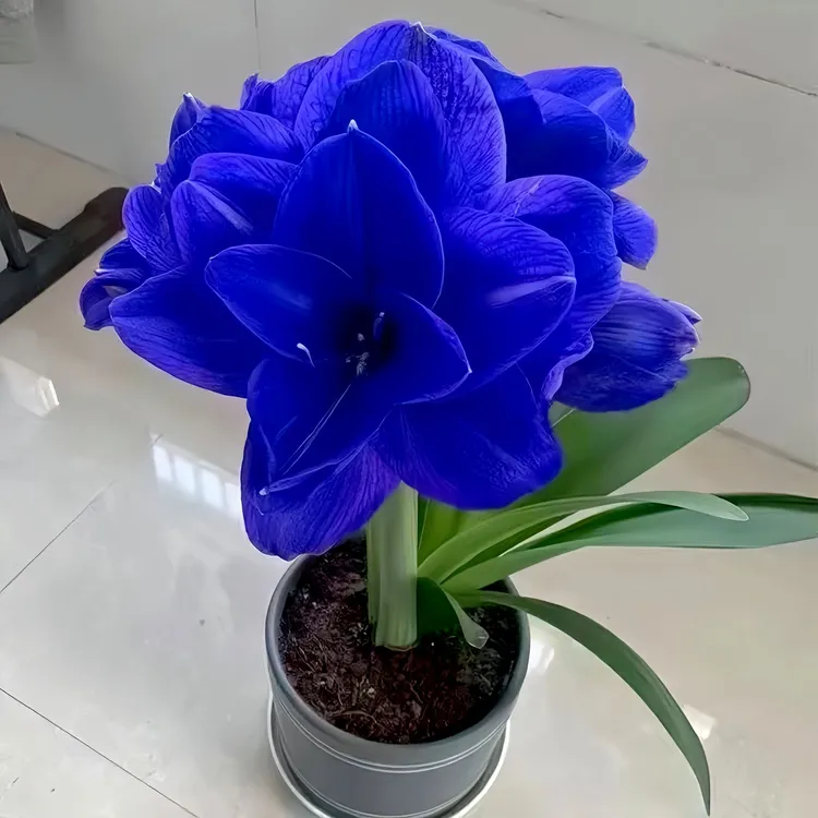 现货进口重瓣朱顶红种球【花孔雀】1棵包邮室内外阳台好养四季开花