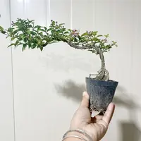 精品台湾李氏樱桃   游龙飘枝造型带花苞发货
