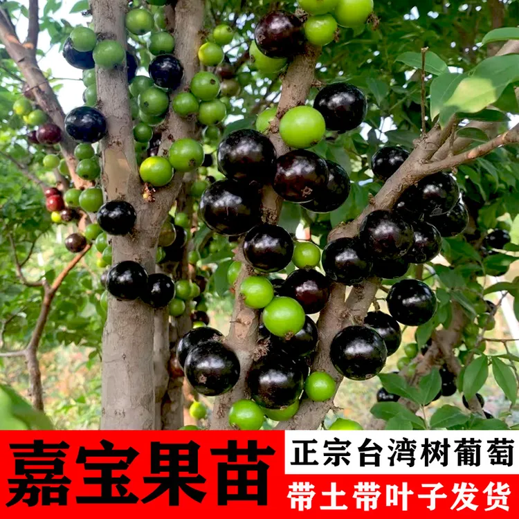 嘉宝果树苗树葡萄苗正宗台湾树葡萄沙巴四季盆栽南北种植当年结果