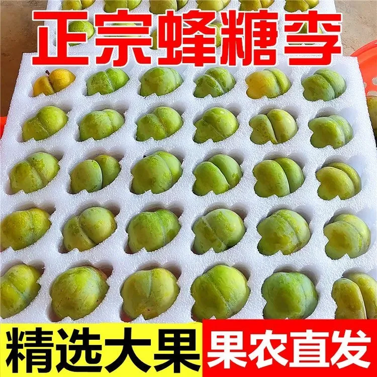 顺丰包邮贵州正宗六马蜂糖李镇宁当季蜂糖李六马正宗蜂糖李官方