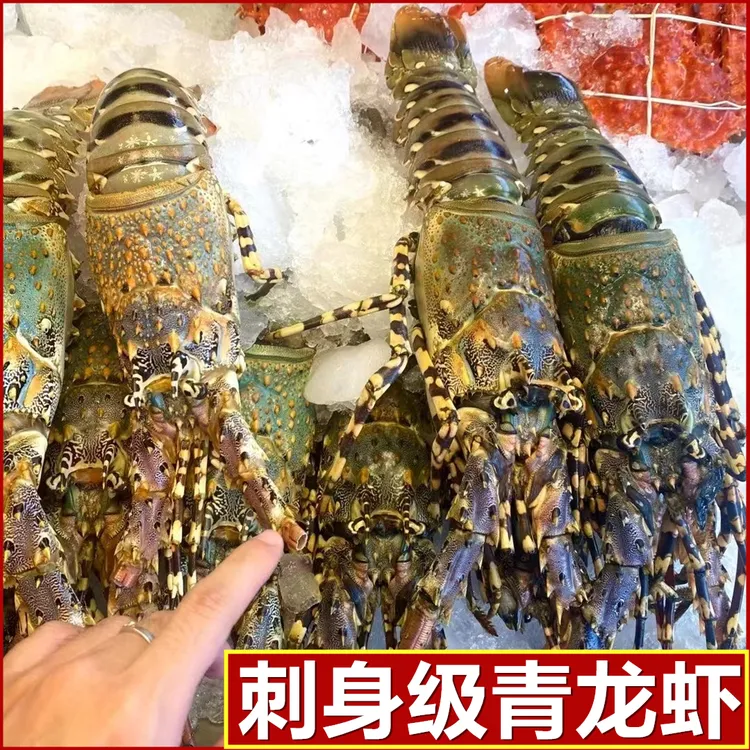 【25只】生冻龙虾批发小青龙速冻锁鲜冰鲜大龙虾龙虾餐饮酒店海鲜