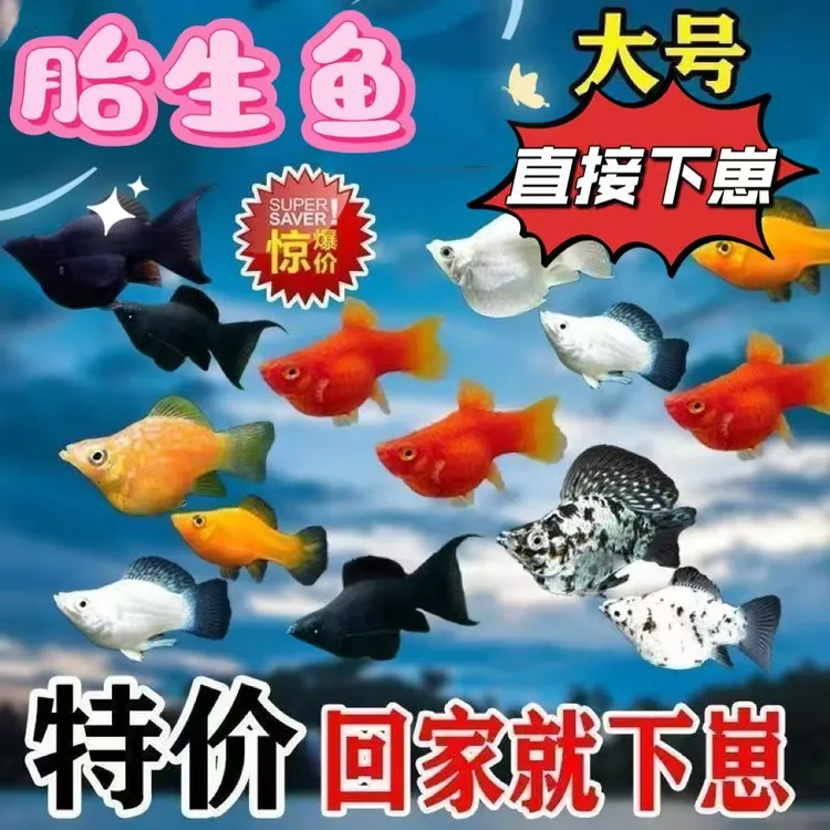 四色玛丽球奶牛玛丽球皮球鱼胎生鱼直接生小鱼小型热带观赏鱼活体