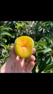 六马蜂糖李树苗八年老树脆甜可口现摘现发京东生鲜快递镇宁蜂糖李