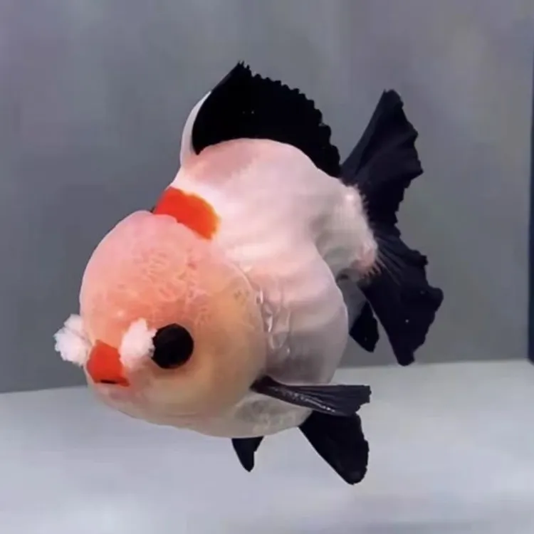 黑白熊猫玛丽泰狮金鱼冷水观赏鱼活体鱼苗好养耐活淡水观赏鱼