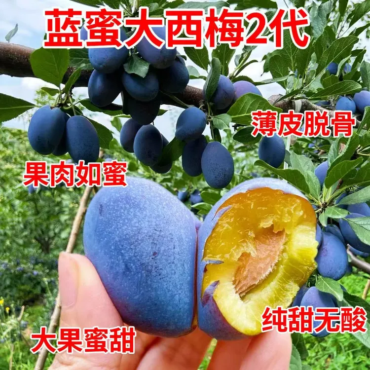 新品种蓝密 西梅树苗 南方北方庭院阳台 盆栽地栽