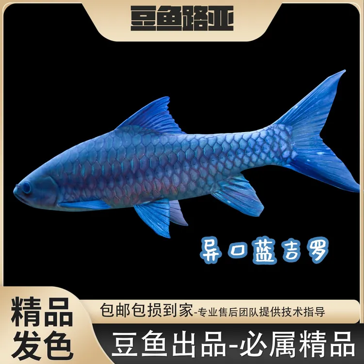 【洪崩河异口】蓝吉罗蓝吉鱼观赏鱼包野保真活体豆爸豆鱼路亚小鱼苗