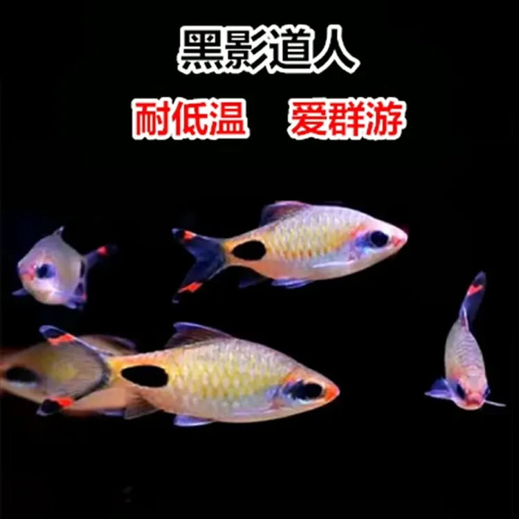 精品黑影道人群游好活耐养