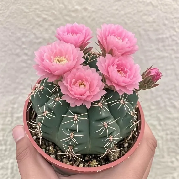 绯花玉仙人球盆栽四季开花好活净化空气吸甲醛桌摆办公室花卉绿植