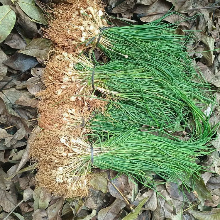 新鲜现挖野葱苦蒜小根蒜胡葱可当下饭菜的野菜
