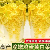 【满5包/包邮】金皇后娃娃菜种子黄心大白菜籽四季播种早熟高产种孑