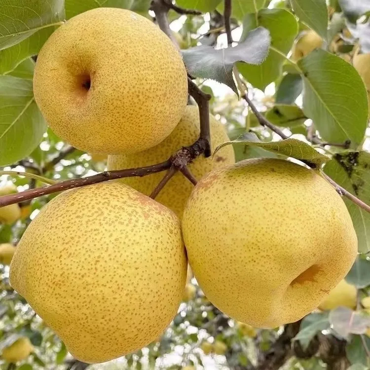 砀山酥梨爆甜脆梨子水果梨新鲜薄皮酥梨水果农场直发