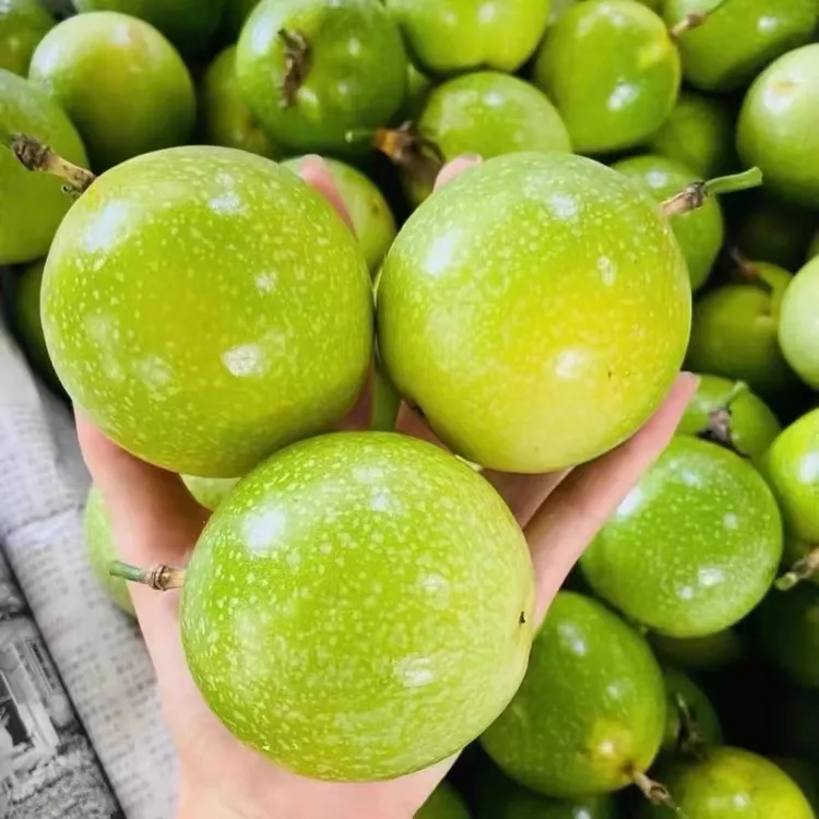 观梧优选云南师宗百香果还原食物本来味道西果东输沪滇合作项目