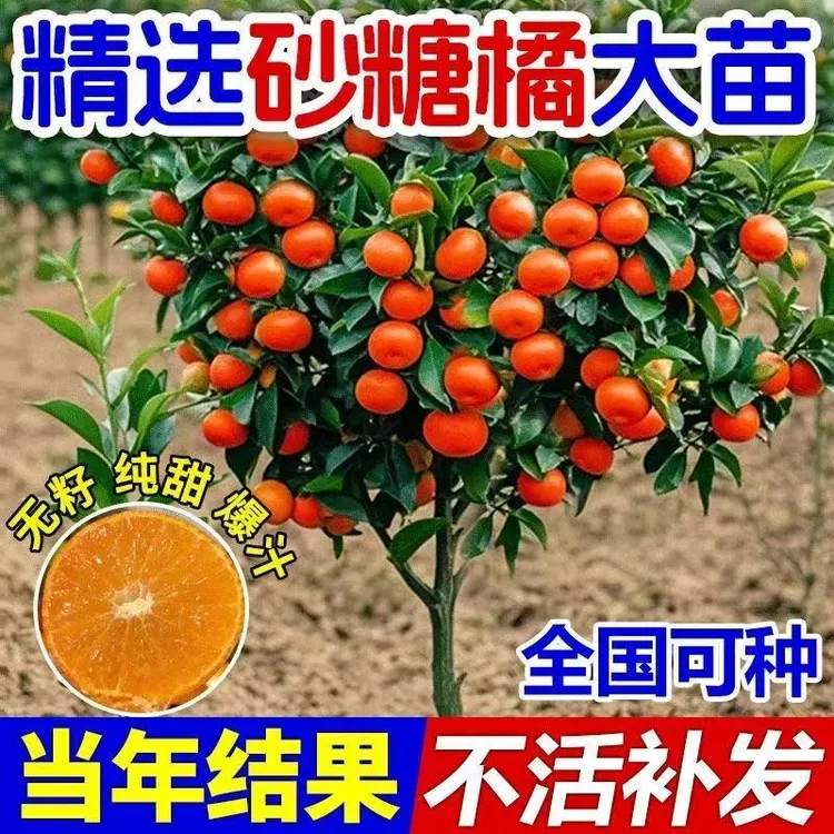 沙糖桔树苗地栽盆栽嫁接橘子树苗南北方庭院种植橘子树苗当年结果