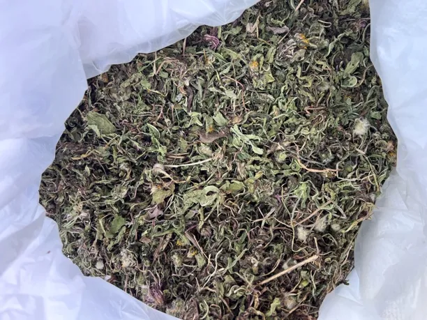 【蛟哥土特产】永嘉高山蒲公英干
