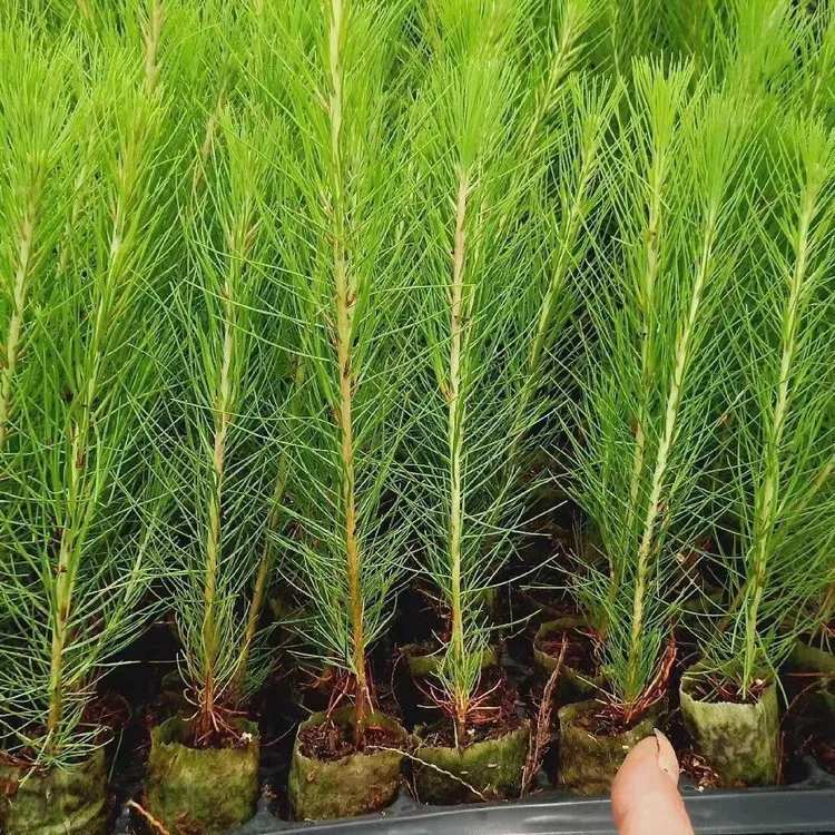 马尾松树苗马尾松杯苗马尾松苗马尾松小苗南北方种植野生松树苗
