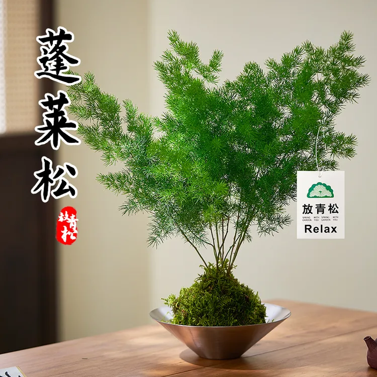 放青松盆栽蓬莱松苔藓球室内绿植客厅桌面植物好养水培蓬莱松盆景