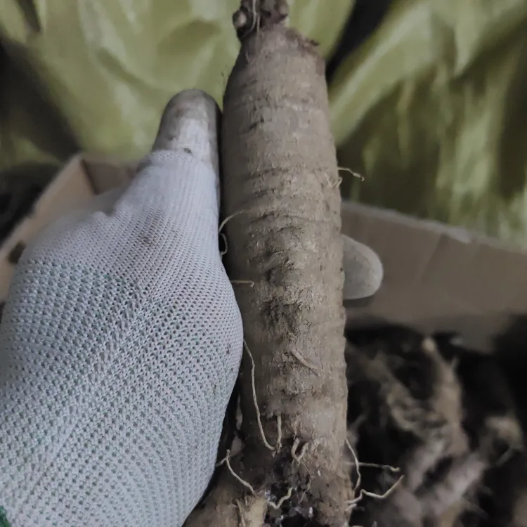 长白山北沙参山地瓜山海螺山胡萝卜单只120克以上泡菜泡酒朝鲜族