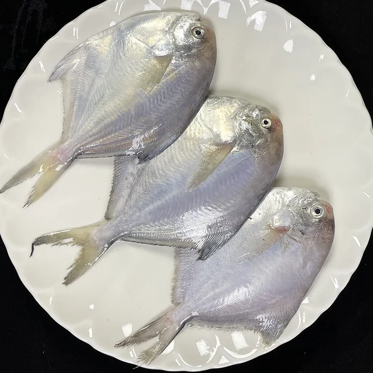 博贺港白鲳鱼新鲜速冻发货肉质鲜嫩当季海捕海鲜水产