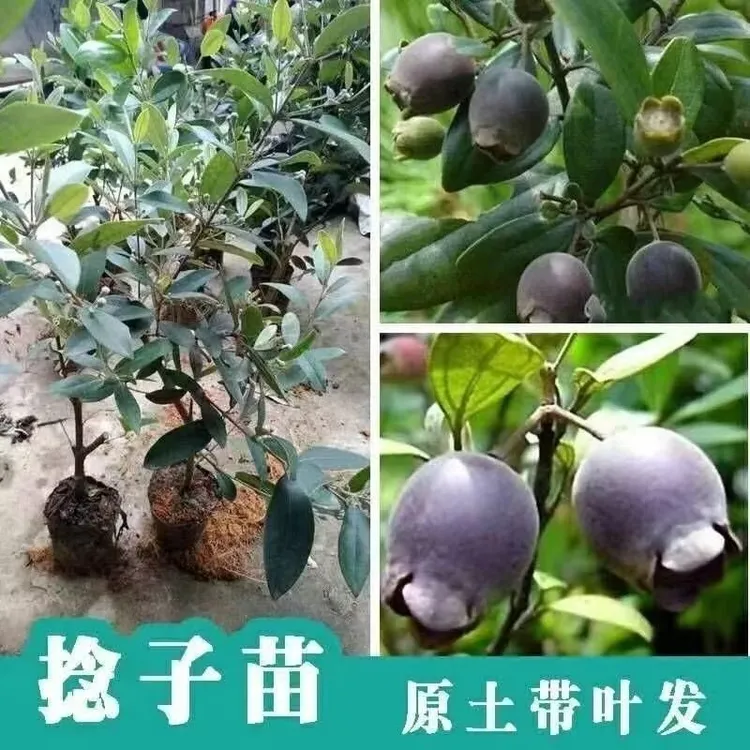广西正宗山捻子桃金娘盆栽庭院观花观叶植物易种植果树苗