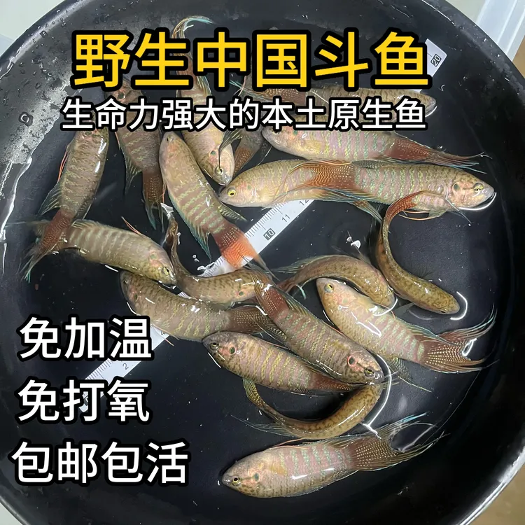 中国斗鱼野生原生鱼菩萨鱼普叉活体淡水耐养无需氧打观赏鱼塘鱼苗