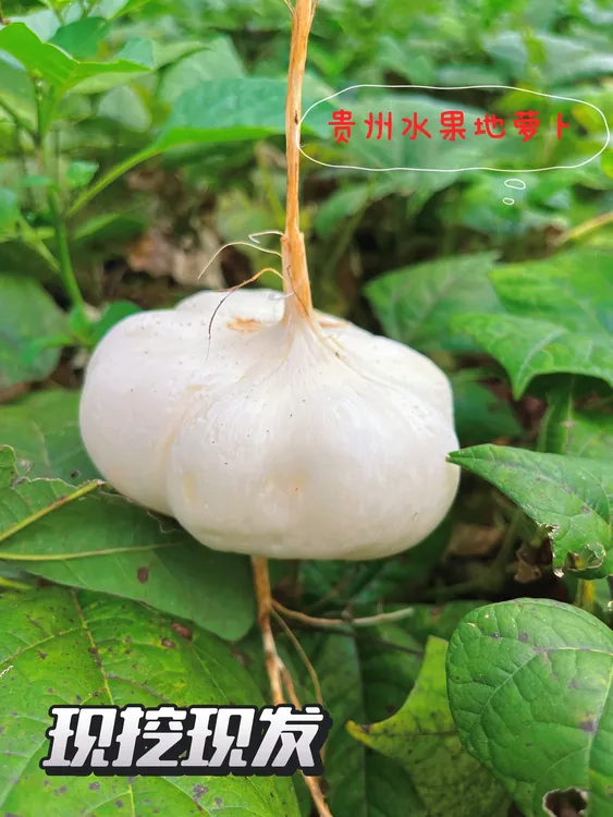 贵州地萝卜新鲜脆甜多汁现挖现发，混装果