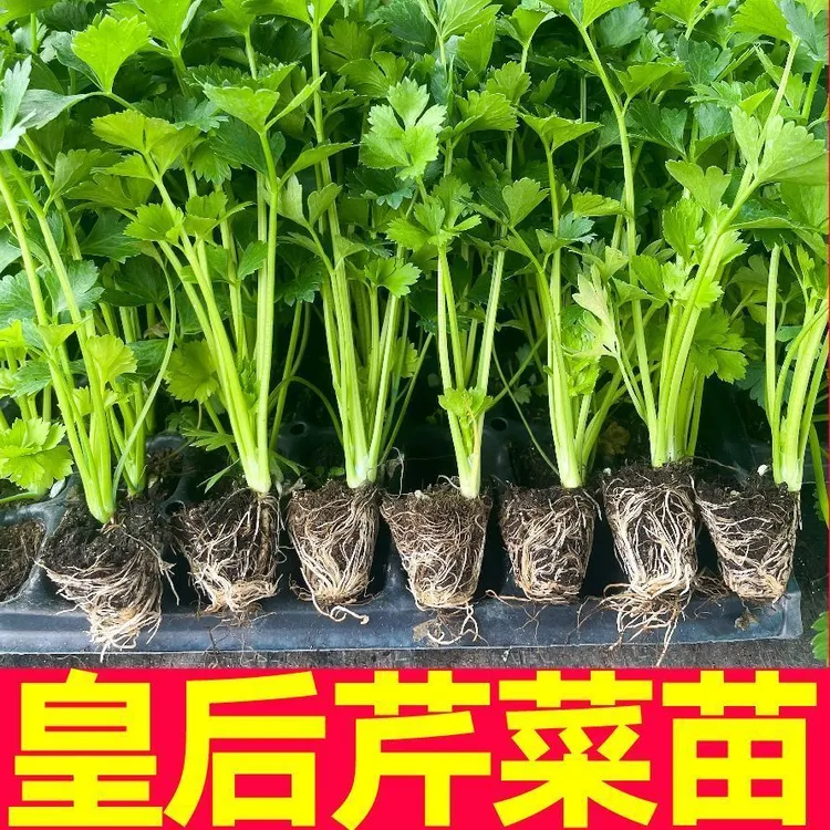 （寿光直发）芹菜苗西芹寿光苗场直发芹菜苗批发蔬菜苗四季易活生长