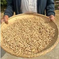 【福利品】太子参（孩儿参）老乡深山自采高货  
