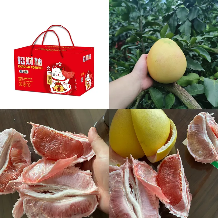 【平和三红柚】小商家的老树柚子县城果三红蜜柚只做内质软果肉不柴