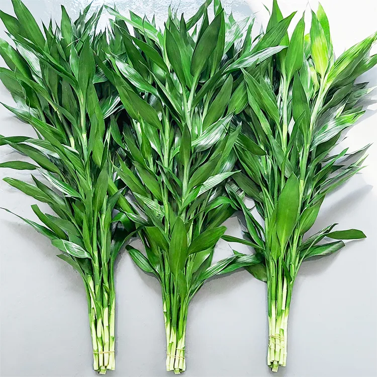 富贵竹水培植物客厅水竹发节节高水养竹子室内绿萝小盆栽花卉绿植