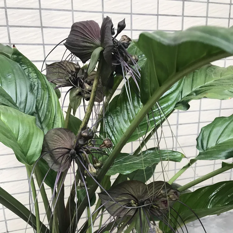 云南特有黑蝴蝶老虎须花卉绿植可室内庭院种植带营养土发货