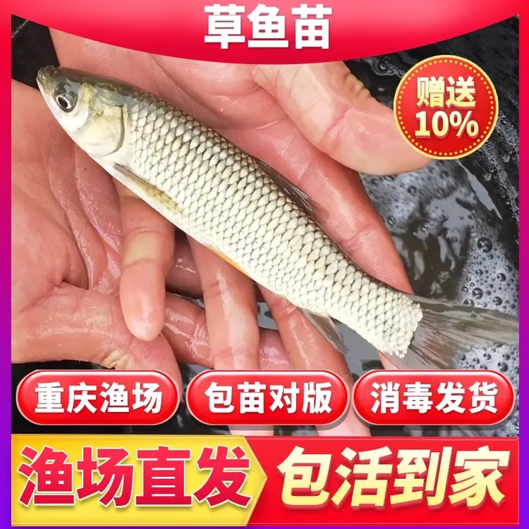 优质草鱼苗白皖好养耐活全国可养