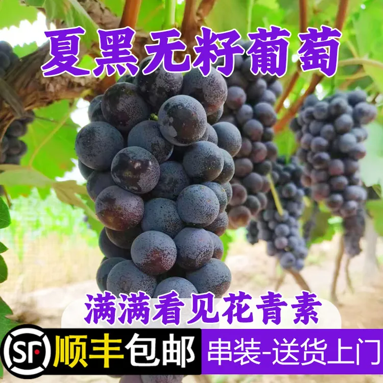 【顺丰包邮】运城露天头茬夏黑葡萄巨峰无籽无核酸甜大整箱新鲜水果