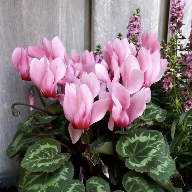 海市蜃楼仙客来盆栽丛生庭院植物清香新手易养护爆花强喜水