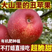 【现摘现发】2025头茬四川大凉山丑苹果新鲜当季正宗盐源现摘现发
