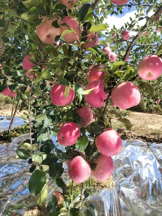 庆阳精品秦脆苹果香甜脆爽包邮