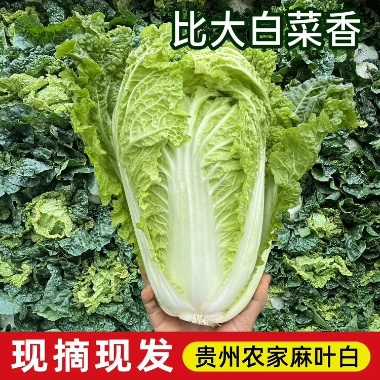 贵州高山露天种植麻叶白大白菜新鲜现摘香甜蔬菜清甜炒菜刷火锅