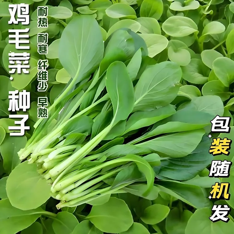 【鸡毛菜种子】家庭阳台小院四季种植盆栽地栽易种易活
