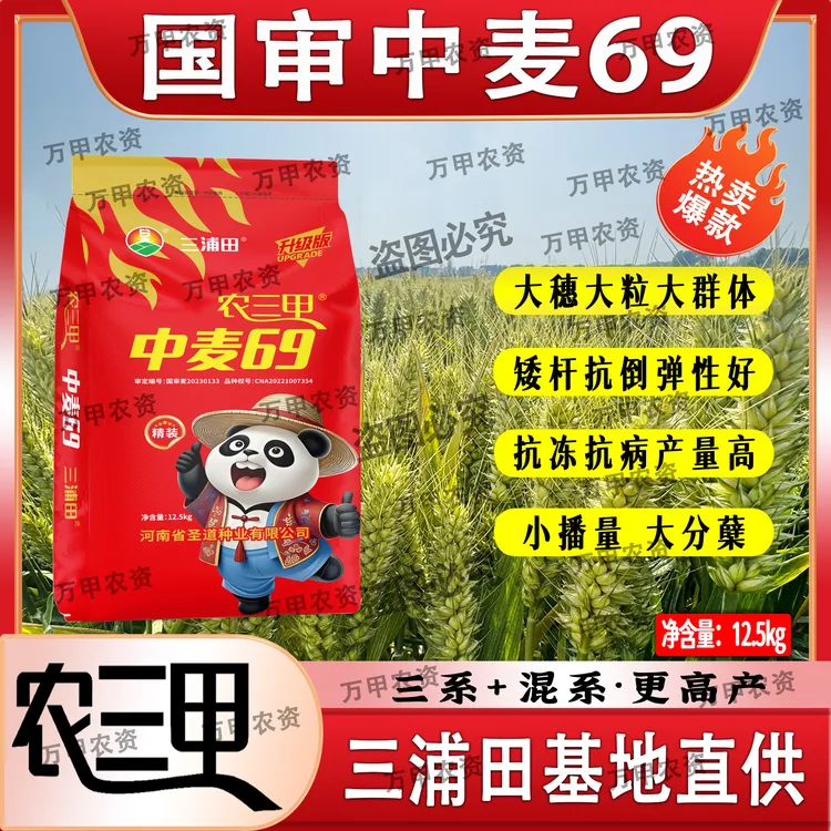 国审（农三甲中麦69）25斤四方穗爆炸头矮杆角质粮高产小麦种子