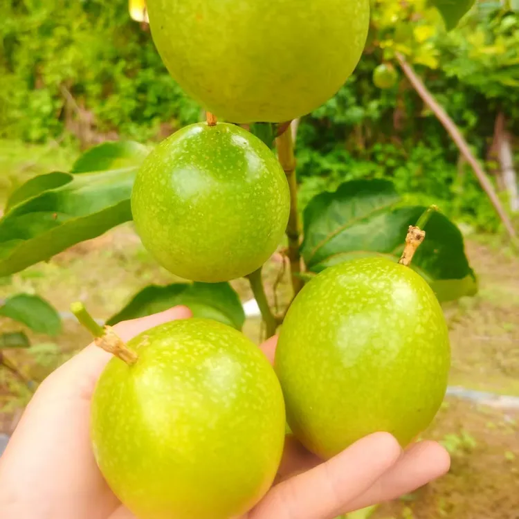 贵州村超胜地榕江高山黄金百香果
