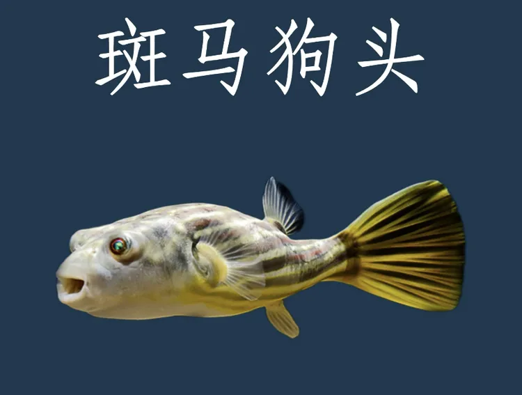 超萌好物热带淡水猛鱼斑马狗头