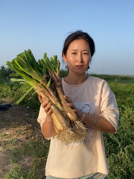 陕北正宗红葱  现挖现发 1根抵5根白葱 炖羊肉伴侣 炒菜味道绝 