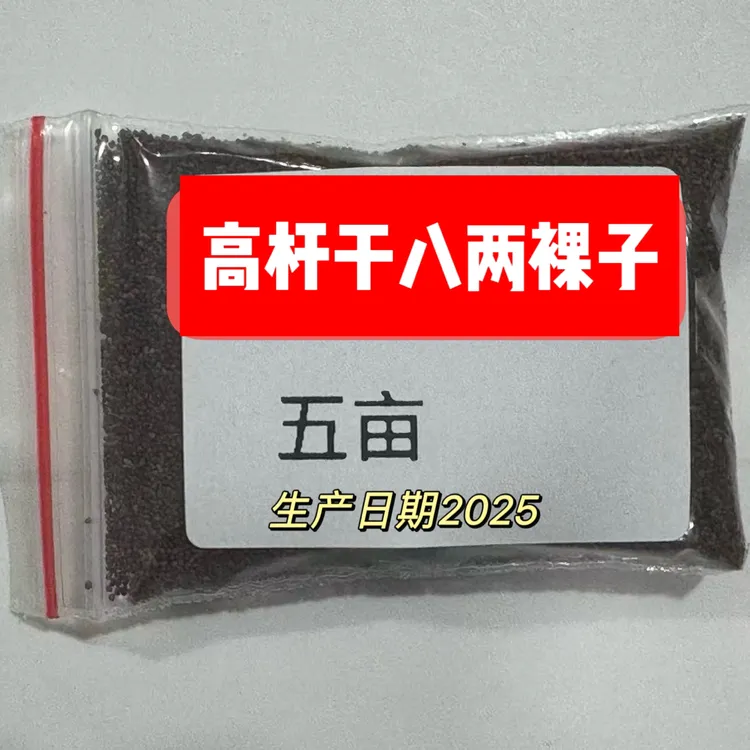 高杆干八两5亩裸子/纯种籽产量高抗病强油分好适用于海拔2400以下