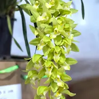 834----大花蕙兰保温棉不拍冻坏不售后