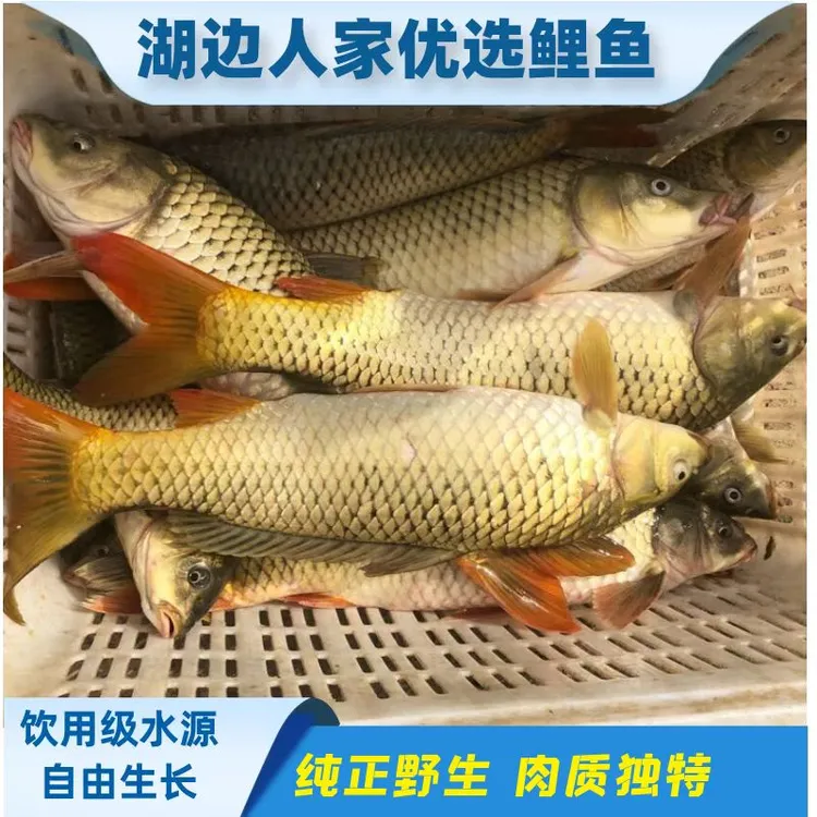 微山湖野生鲤鱼因肉质独特营养丰是餐桌上必不可少的佳肴