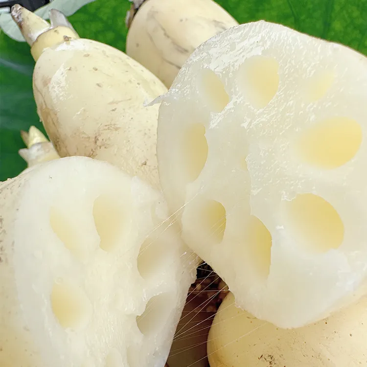 2025当季新鲜早藕当天挖当天发广西覃塘莲藕带泥保鲜顺丰发货