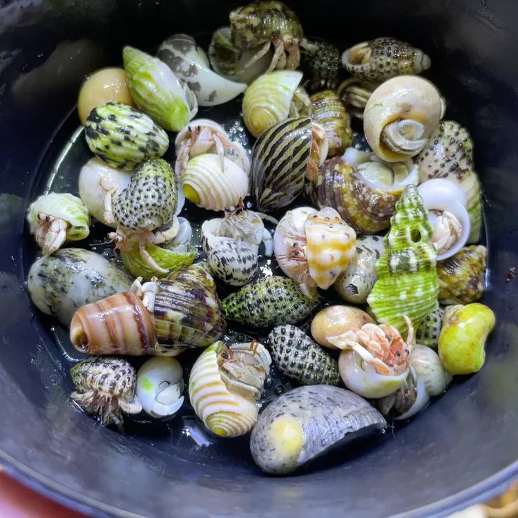 精品彩色小中大豆丁陆居寄居蟹【康乾御宠严选】