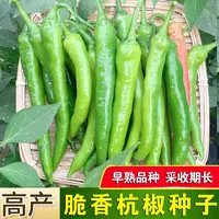 【满五包包邮】杭椒一号种子高产线椒辣椒早熟小尖椒种籽