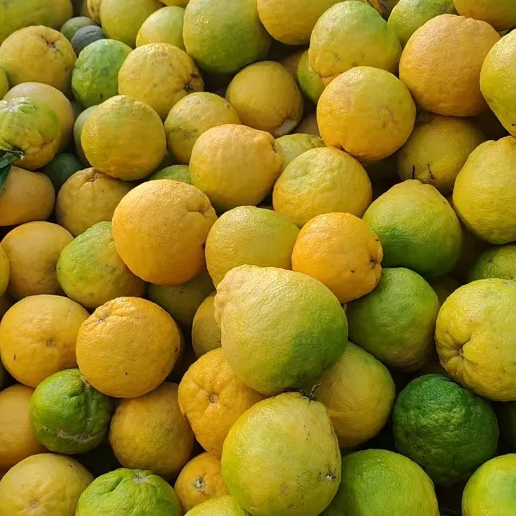 湖南农家泡柑 很酸 介意慎拍