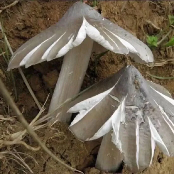 云南野生菌鸡枞菌食用菌油炸鸡枞菌手工柴火制作干货即食油鸡枞