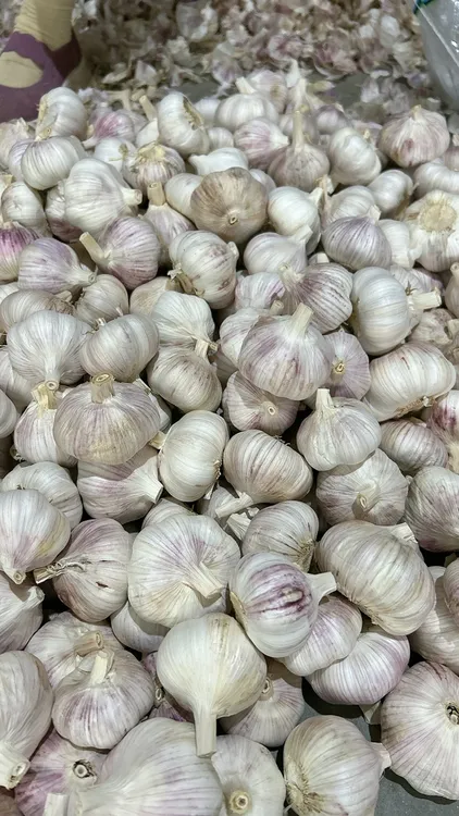 大蒜头干蒜金乡大蒜河南大蒜山东大蒜辛辣产地直发